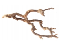 Gałęzie CURRY L korzeń 30-35cm